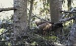 http://images38.fotosik.pl/101/904d0f204ab69fefm.jpg