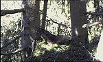 http://images38.fotosik.pl/106/88edd1505221b2fam.jpg