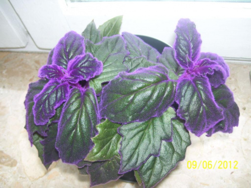 Obrazek