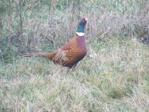 Obrazek