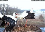 http://images38.fotosik.pl/272/37f2032fff4fb0e7m.jpg