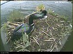 http://images38.fotosik.pl/292/45cfbfb34c845d95m.jpg
