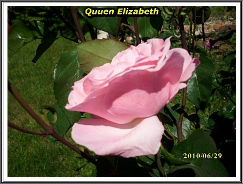 Obrazek