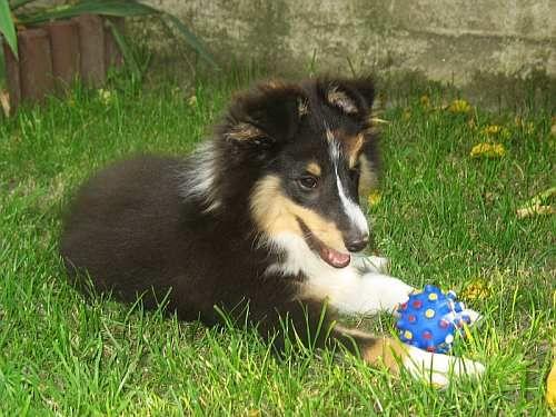 Lovesome Sheltie - Monty