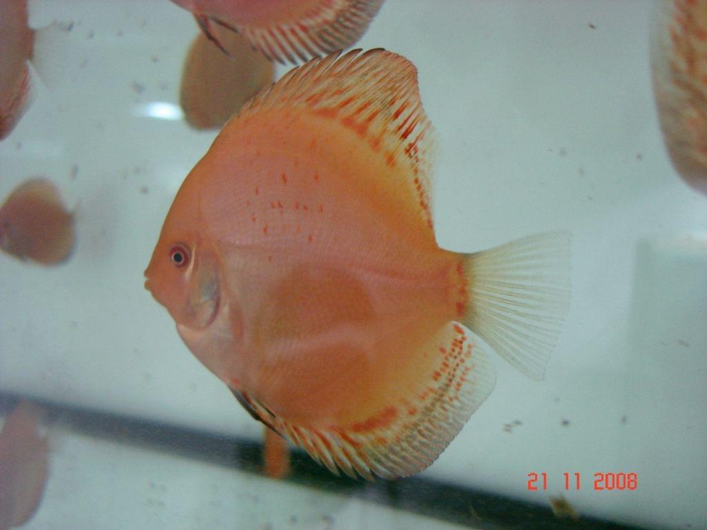 Obrazek