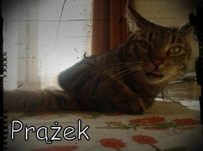 Obrazek