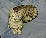 Obrazek