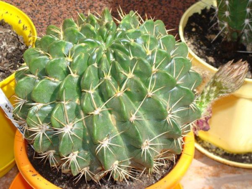 Echinopsis obrepanda