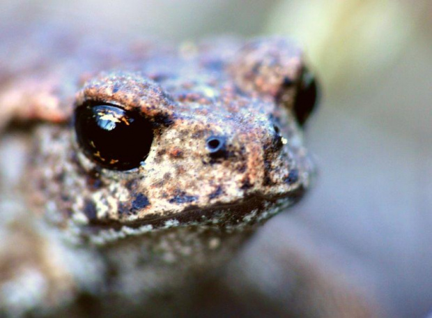 Oko w oko z żabką #Zwierzęta #makro