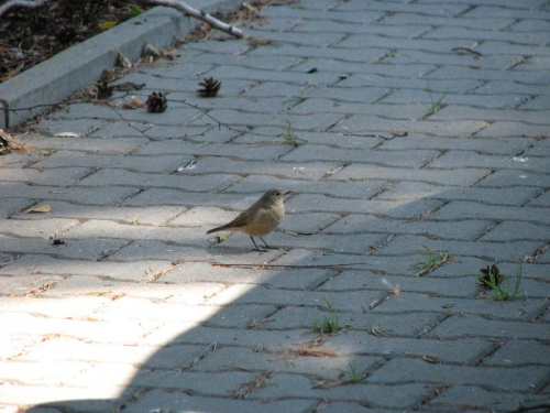 Pleszka (Phoenicurus phoenicurus)