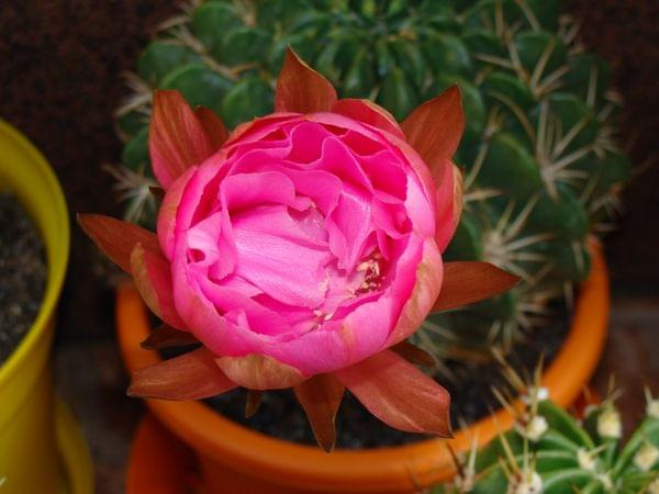 Echinopsis obrepanda