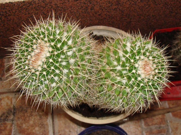 Mammillaria karwinskiana ssp. nejapensis