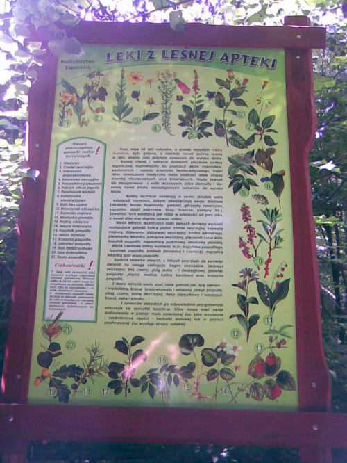 Nad Jeziorem Pierzchalskim tablica na ścieżce przyrodniczej