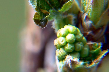 KWIATKI #wiosna #park #laks #wiaty #las #przyroda