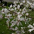 pachnąca magnolia