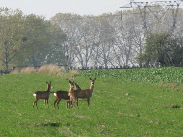 ptaki,łabedzie,psy.koty.sarny.