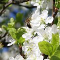 #Bralin #drzewo #kwiaty #owad #pszczoła #wiosna