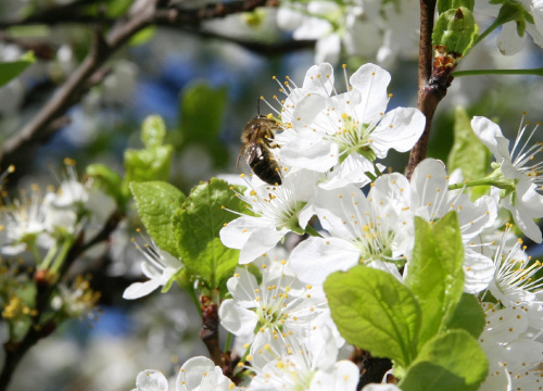 #Bralin #drzewo #kwiaty #owad #pszczoła #wiosna