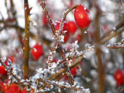W zimowej szacie...6 #krajobraz #zima #rośliny #OwocRóży