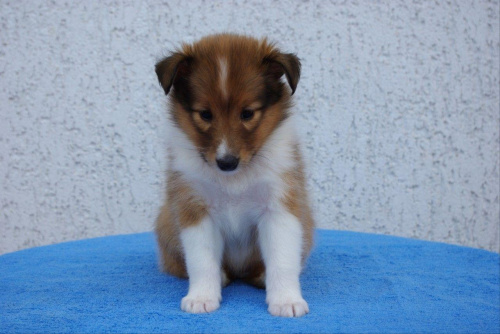 Hodowla Amber Sun, owczarek szetlandzki, sheltie #HodowlaAmberSun #OwczarekSzetlandzki #sheltie