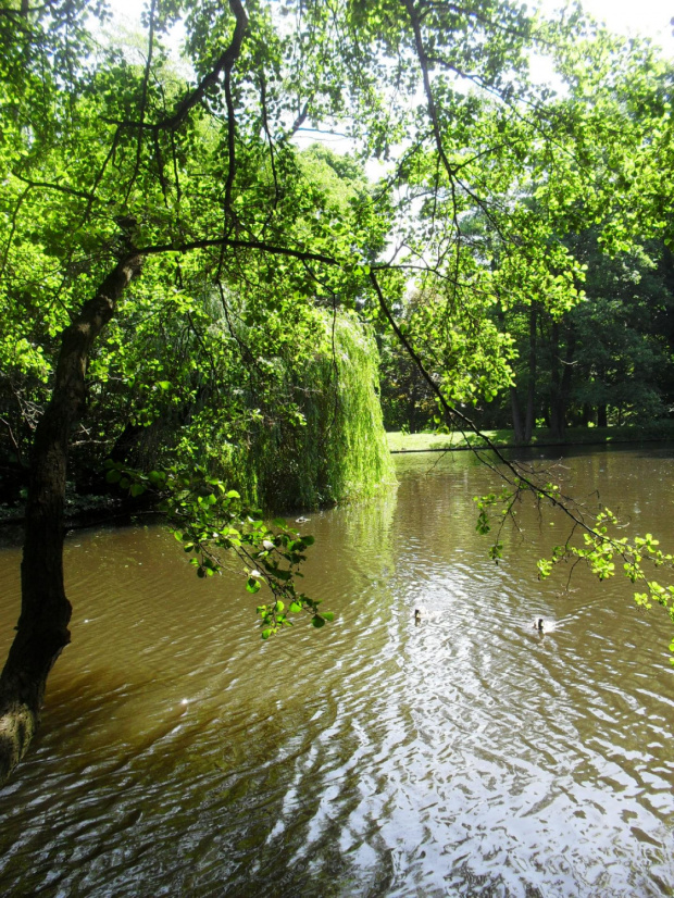 nachylenie nad wodą #kwiaty #woda