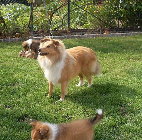 owczarek szetlandzki,sheltie,
Amber Sun FCI #OwczarekSzetlandzki #sheltie