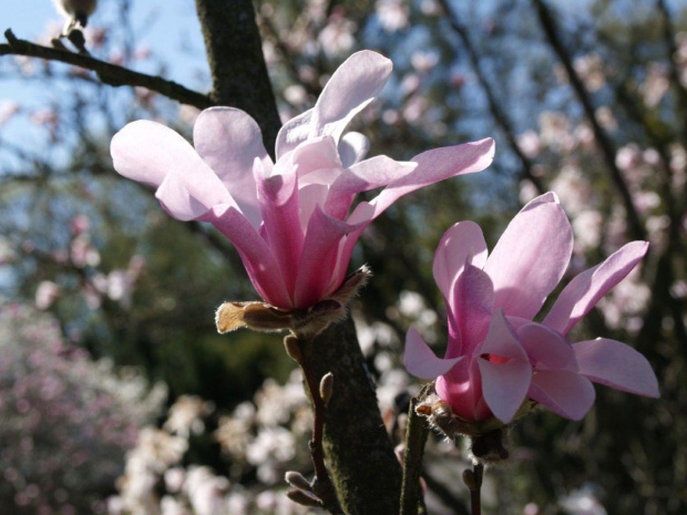 magnolie w Ogrodzie Botanicznym w Powsinie #magnolie #wiosna #kwiaty