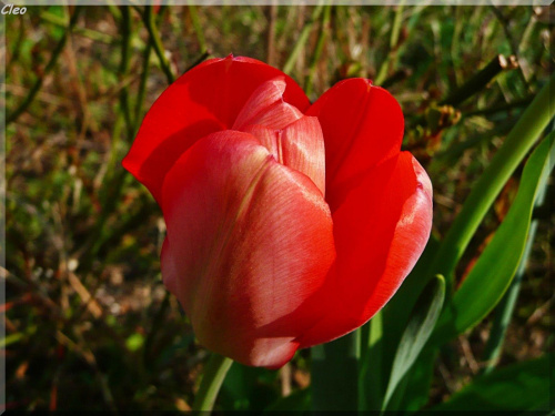 Zauroczona swieza zielenia,,
i niesamowita gama kolorow kwiatow.,
Po niebie blekitnym RA podrozuje,
i co dzien zsyla cieplejsze promienie.
Ziemia w cudownych kwiecia barwach tonie,
ptaszeta od switu do nocy spiewaja.
I ja sie na skrzydlach wiosny unosz...