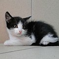 Koty do adopcji #koty #kot #adopcje #adoptuję #przygarnę #Gliwice #schronisko #zaadoptuję #szukam