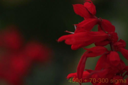 canon 450d + sigma dg 70-300 macro