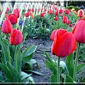 mój ogród rozkwitł tulipanami #tulipan #ogród #kwiaty #wiosna