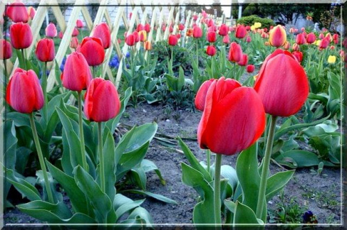 mój ogród rozkwitł tulipanami #tulipan #ogród #kwiaty #wiosna