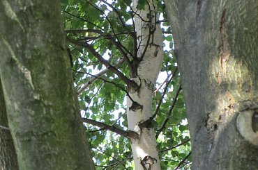 Wakacje na wsi.Wypoczynek pośrod drzew. Symbioza #drzewo #wypoczynek