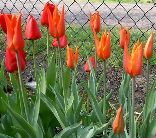 kolejne tulipanki
