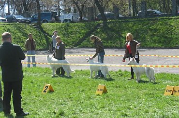 biały owczarek szwajcarski #BiałyOwczarekSzwajcarski #owczarek #wystawa #pies