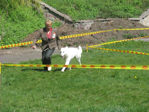 biały owczarek szwajcarski #BiałyOwczarekSzwajcarski #owczarek #wystawa #pies