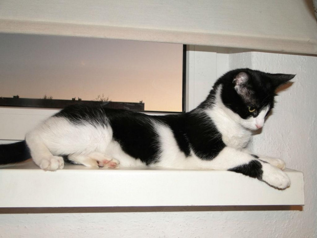 Koty do adopcji #adopcja #adopcje #Gliwice #kocięta #kot #kotki #koty #pomoc #przygarnę #schronisko #zaadoptuję #zwierzęta