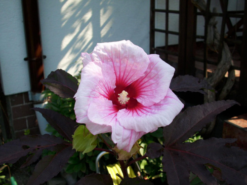 hibiscus mosch. #hibiscus