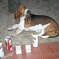 Lipiny 2011