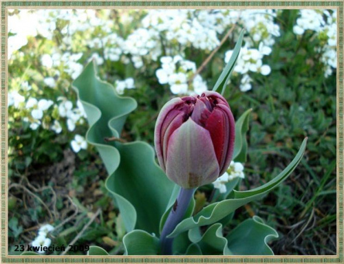 Pękający tulipan