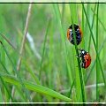 biedroneczki #biedronki #makro #chrząszcz #owad