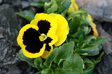 #Bralin #wiosna #bratek #kwiaty