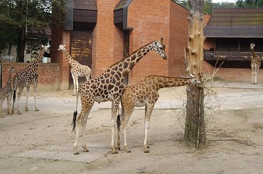 ZOO w Libercu. #ZOO #Liberec