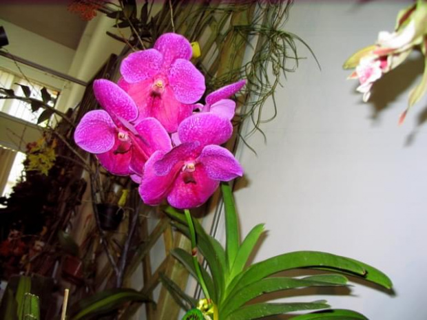 Vanda