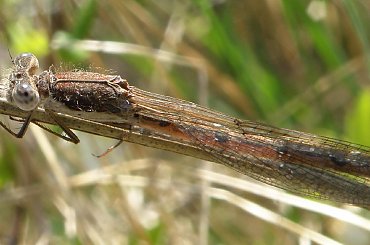 waszka #waszka #makro #fota #pzk