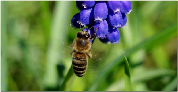 #szafirki #pszczoły #pszczoła #makro