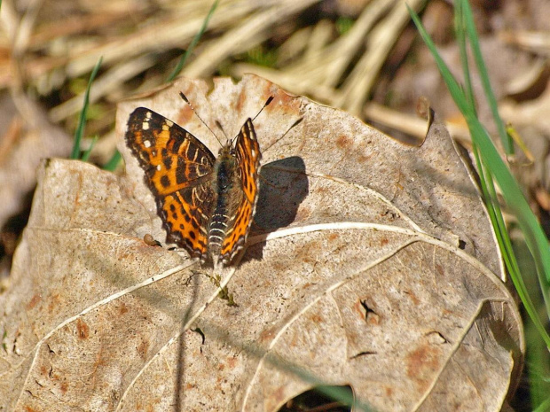 Rusałka kratkowiec (Araschnia levana)