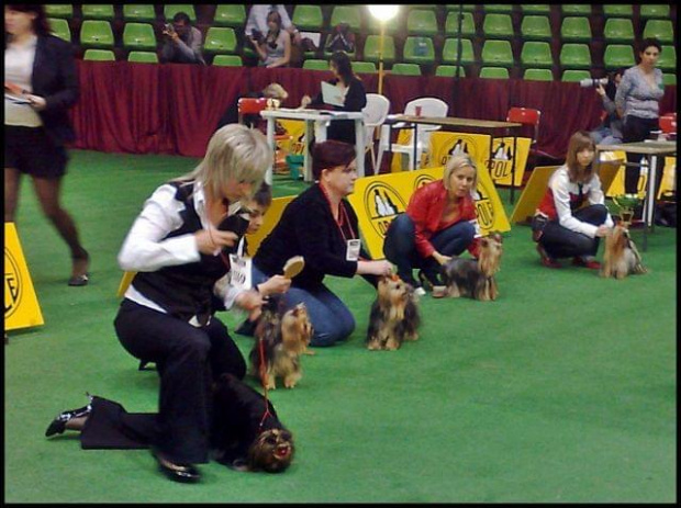 Yorkshire Terrier