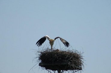 PZK #łąka #pzk #trawa #chwast #bocizn #bociek #gniazdo #ptak