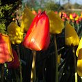 #kwiaty #ogrod #wiosna #kolor #natura
